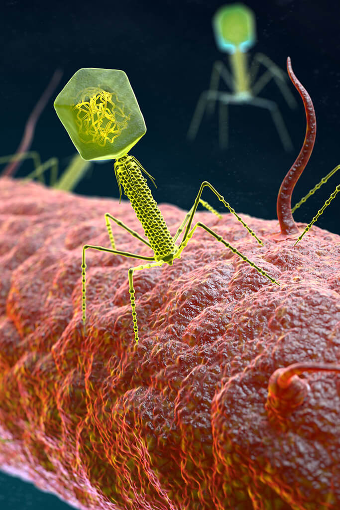 Bacteriophage knowledge