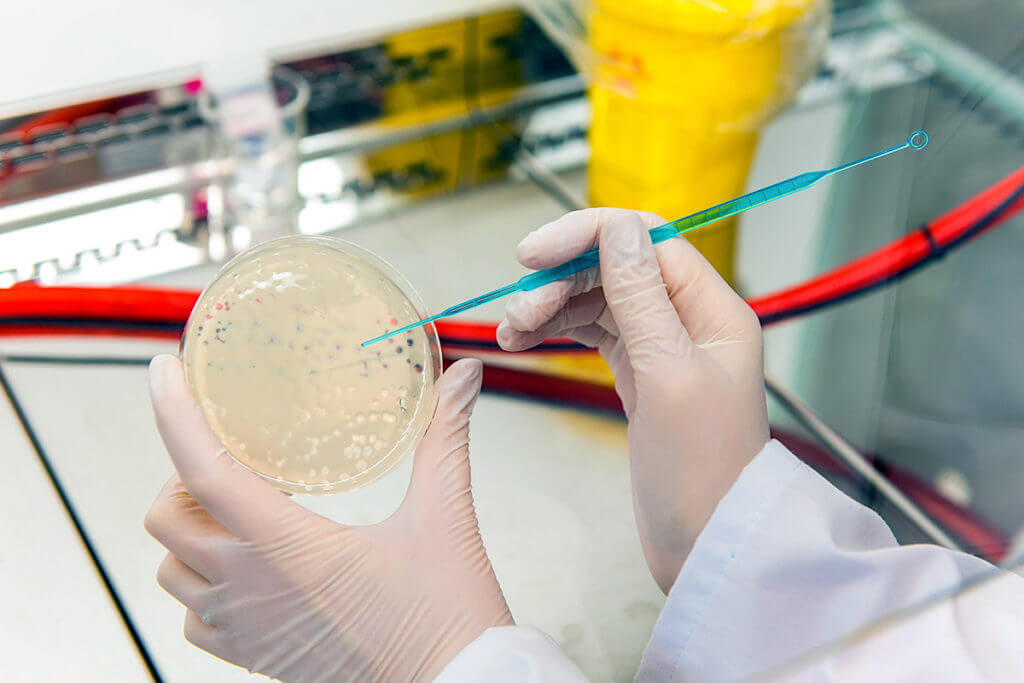How are phages produced?