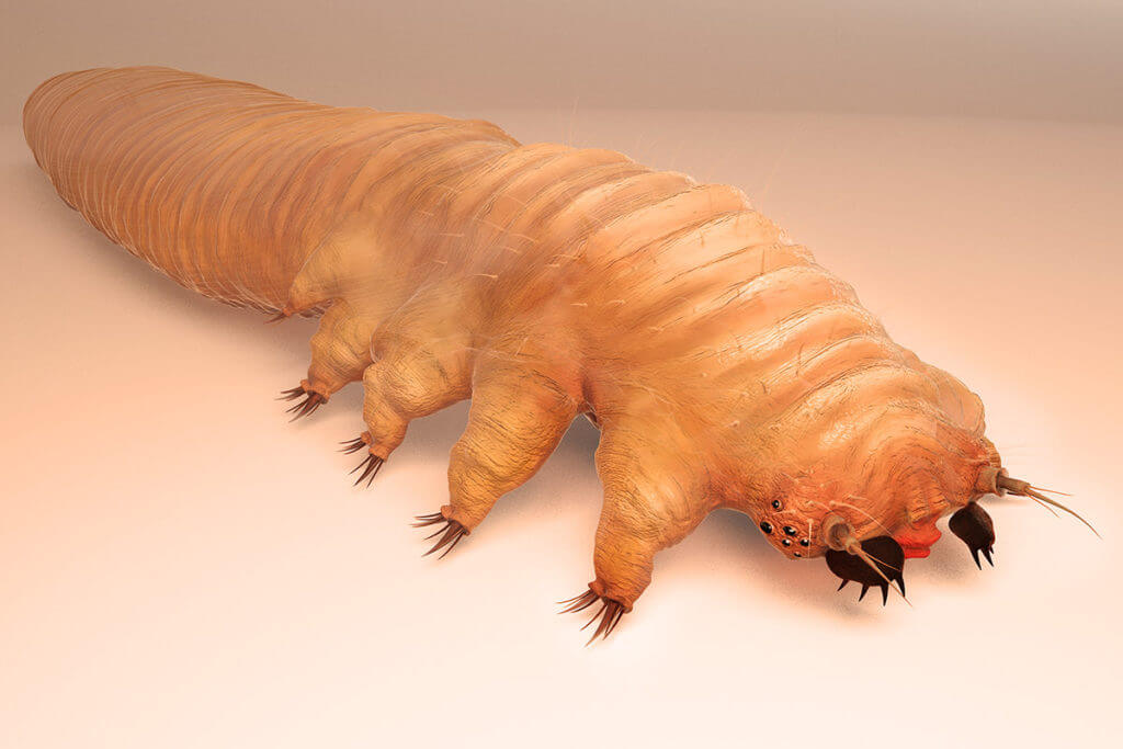 Demodex-Milben