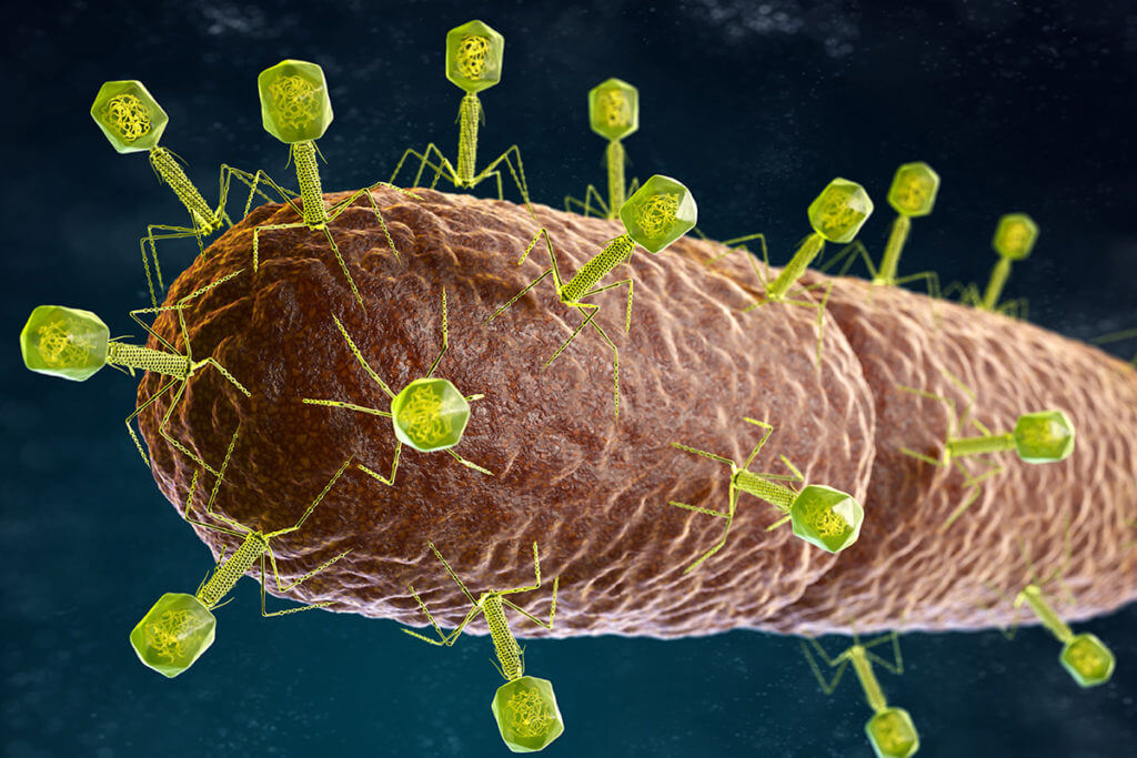 Application des phages contre la rosacée