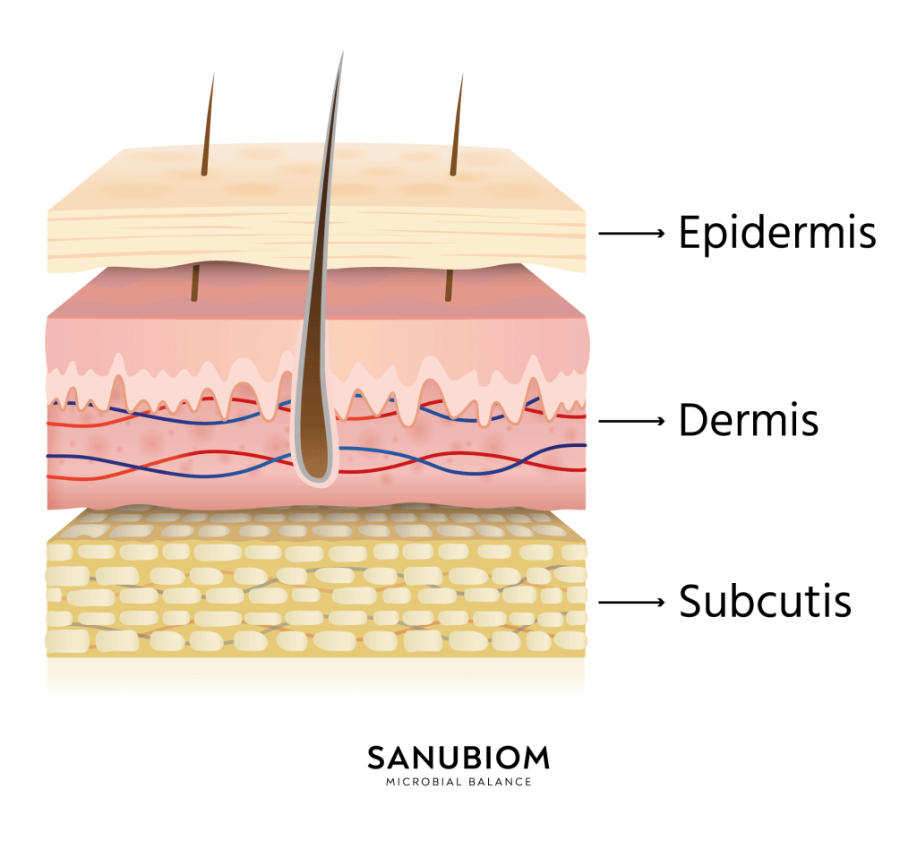 The structure of the skin in 3 layers - epidermis, dermis, subcutis