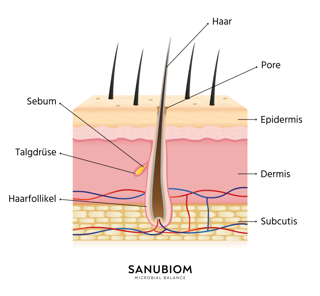 Skin appendages of the skin