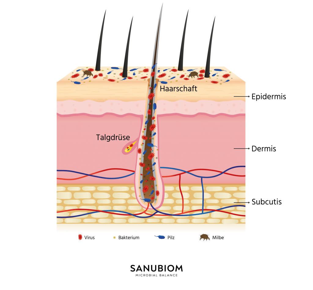 Das Mikrobiom der Hautflora - Welche Aufgaben hat das Mikrobiom?